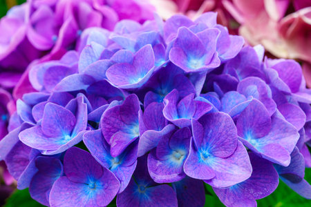 Close-up of a purple hydrangea flower in full bloom with a blurred background