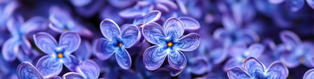 Close-Up, Dreamy Purple Lilac Flowers In Spring, Showing Delicate Petals With Soft Focusの素材