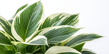 Variegated Hosta Plant Leaves, Plantain Lily Isolated on White Background, Macro Shotの素材