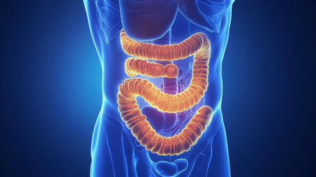 3D Illustration of the Human Digestive System with a Highlighted Colon Anatomy on a Blue Background.の素材