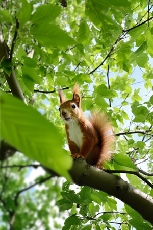 Curious Red Squirrel Perched on Lush Green Tree Branch, Enjoying a Sunny Day in the Canopyの素材