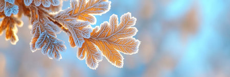 Close-up of frosted oak leaves, glowing with morning sunlight, creating a picturesque winter scene.の素材