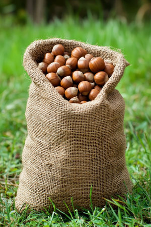 Burlap Sack Overflowing with Freshly Harvested Hazelnuts, Set Against a Backdrop of Lush Green Grassの素材