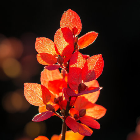 Sunlight Illuminates Clusters of Vibrant Red Barberry Leaves, Isolated on Black Backgroundの素材