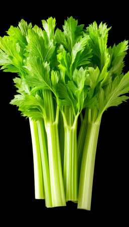 Fresh, Vibrant Celery Stalks Isolated Close-Up on Black Background, Highlighting Texture and Colorの素材
