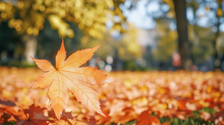 Stunning Autumn Park Panorama with Radiant Gold and Scarlet Maple Leaves Under Soft Warm Lightの素材
