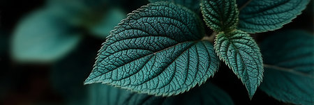 Detailed Close-Up of a Green Leaf Showcasing Intricate Veins and Textures Against a Dark Backgroundの素材