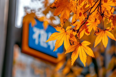 Vibrant Autumn Scene with Bright Orange Maple Leaves Glowing in the Warm Sunlight against Blue Skyの素材