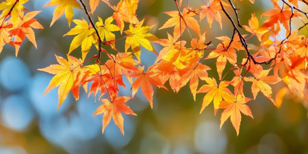 Stunning Acer Palmatum Showcasing Brilliant Fall Colors in Kyushu s Autumn Landscape Beautyの素材