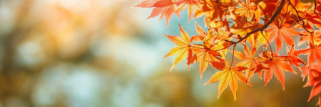 Stunning Autumn Foliage of Japanese Maple Leaves and Branches in Beautiful Natural Sunlightの素材