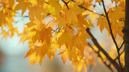 Stunning Autumn Maple Tree with Golden Foliage Under Vivid Sunshine, Captivating Nature s Beauty.の素材