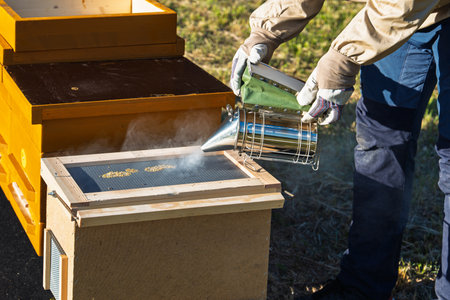 Beekeeper Using Smoker to Calm Bees in Hive for Honey Harvest in Apiary, Beekeeping Process