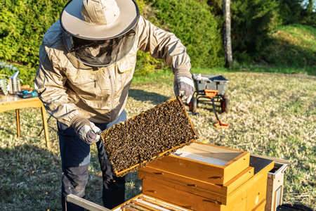 Beekeeper Inspecting Honeycomb Frame Covered with Bees in Apiary for Honey Production