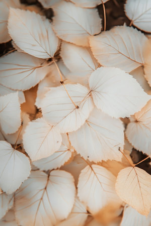 Delicate Ivory Tinted Leaves Create a Soothing Autumnal Backdrop for Serene Natural Beauty Conceptsの素材