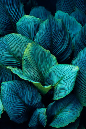 Spathiphyllum Cannifolium Foliage with Deep Green Texture for Elegant Tropical Wallpaper Designの素材