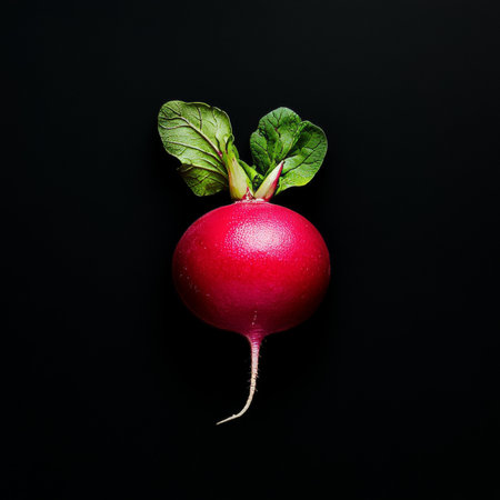 Isolated beauty A portrait of a vibrant red garden radish showcased on textured black, copy space.の素材