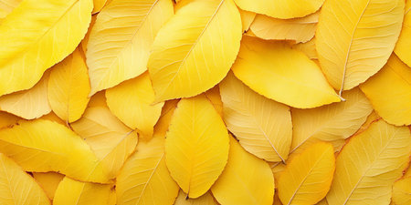 Golden Canopy of Autumn Leaves Creating a Vibrant Carpet on the Ground, Showcasing Seasonal Beautyの素材