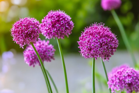 Stunning Allium Flowers Flourishing Amidst Lush Green Garden, Vibrant Ornamental Blooms in Springの素材
