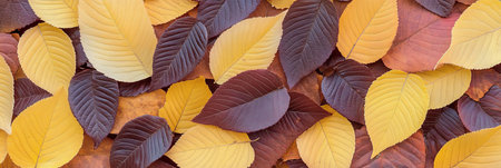 A stunning eye level view of vibrant autumn leaves showcasing the beauty of fall foliage.の素材