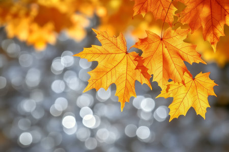 A breathtaking autumn vista showcasing vibrant maple leaves in fiery hues beneath gentle sunlightの素材