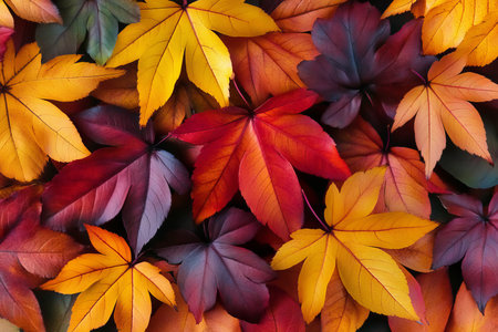 Vibrant Autumn Leaves A Stunning Array of Colors in Nature s Seasonal Transformation Photosの素材