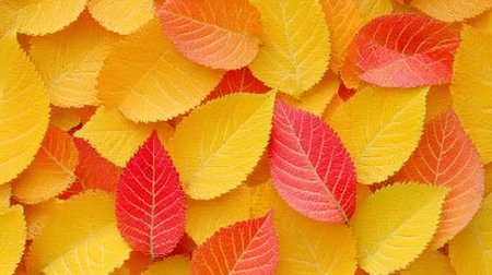 A Scenic Autumn Landscape with Vibrant Fallen Leaves in Vivid Colors of Red, Orange, and Yellowの素材