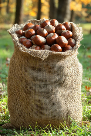 Abundant Harvest of Freshly Gathered Chestnuts in a Rustic Burlap Sack, Perfect for Autumn Recipesの素材