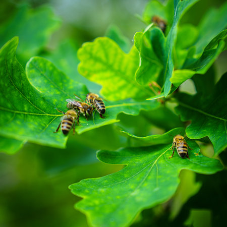 Honeybees Gathering on Vibrant Green Oak Leaves in Springtime, Natural Harmony Capturedの写真素材