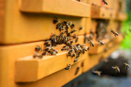 Beehive Buzz A Swarm of Bees Around Wooden Beehives in Apiary on a Sunny Dayの写真素材
