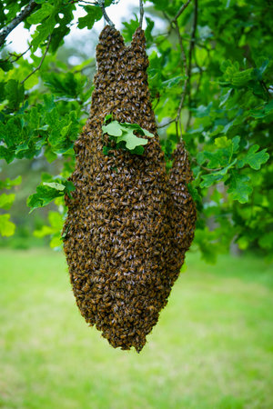 Honey Bee Swarm Clustered on Tree Branch, Natural Beehive Formation in Lush Green Settingの写真素材