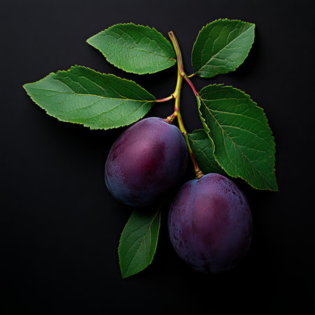 Two Ripe Italian Plums Hanging on the Branch Surrounded by Lush Green Leaves, Dark Backgroundの素材