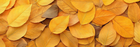 Vibrant Autumn Leaves in a Lush Forest Canopy, Nature s Colorful Palette of Fall Foliage Beautyの素材