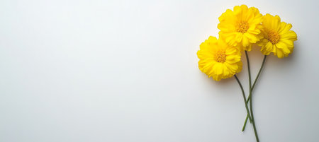 Vibrant Marigold Cluster on White Background, Perfect for Spring and Summer Floral Greetingsの素材