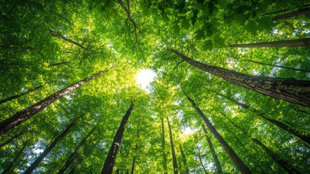 Tranquil Forest Scene with Sunlight Streaming Through Lush Green Canopy and Vibrant Woodland Floraの素材