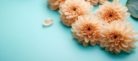 Vibrant Peach Chrysanthemums on Aqua Background A Stunning Display of Floral Elegance and Beautyの素材