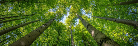 Sunlight Filtering Through Lush Green Branches, Creating Tall Vertical Trees in Woodland Natureの素材