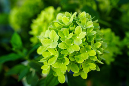 Lime Green Hydrangea Bloom A Vibrant Display of Nature s Beauty in Floral Detailの写真素材