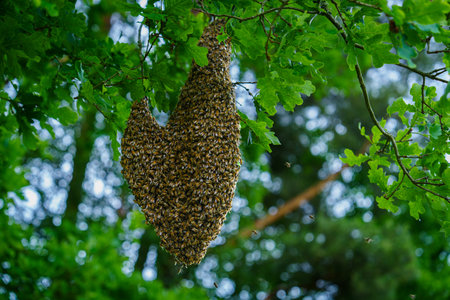 Honeybee Swarm Hanging on Tree Branch in Forest, Natural Habitat, Apiculture, Beekeepingの写真素材