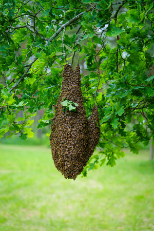 Honey Bee Swarm Hanging From Branch A Natural Phenomenon of Beehive Relocation In Spring.の写真素材