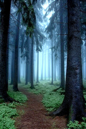 Mysterious Forest Pathway with Lush Green Undergrowth, Fog, and Enchanting Atmosphere Surroundingsの素材