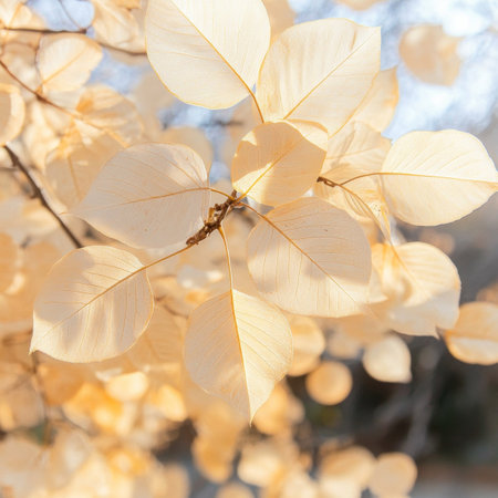 Serene Autumn Scene with Cream Colored Leaves Reflecting Nature s Gentle Transformation and Beautyの素材