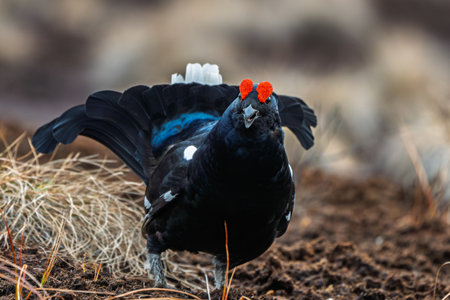 Majestic Black Grouse Displaying in Natural Habitat, a Wildlife Spectacle for Nature Enthusiasts