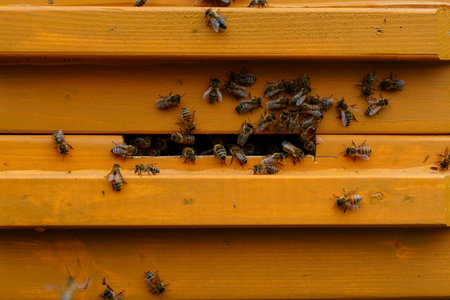 Honey Bees Entering and Exiting the Hive, A Vibrant Scene of Pollination in Nature