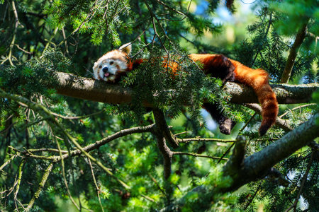 Red Panda Lounging A Captivating Glimpse into Wildlife s Peaceful Moments, Aichi, Japan