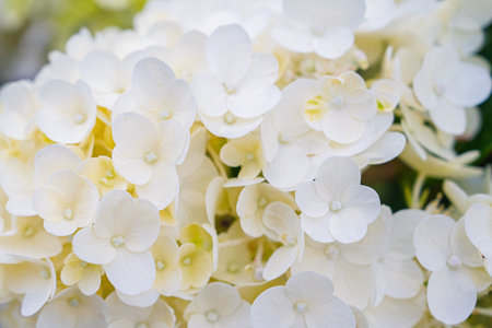 Elegant White Hydrangea Blossom A Symbol of Purity and Grace. Floral Beauty for Decorationの写真素材