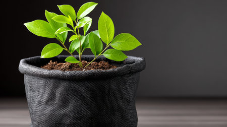 A Tender Sprout Emerges Defiantly From a Dark Container, Symbolizing Growth and New Beginningsの素材