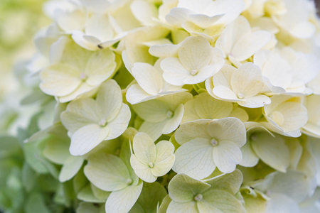 White Hydrangea Blossom Cluster in Close-Up Detail, Elegant Floral Beauty, Tender petals