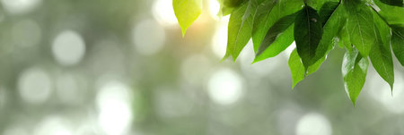 Beautiful Natural Bokeh Effect with Sunlight Flare Through Lush Green Leaves in Blurred Backgroundの素材