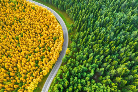 Contrasting Seasons A Winding Road Between Autumnal Yellows and Lush Greens in Scenic Viewsの素材