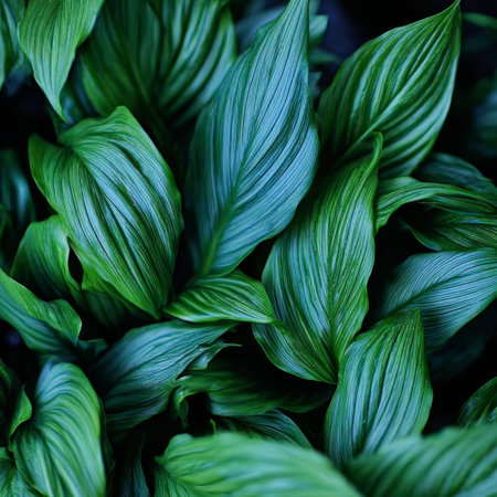 Lush Spathiphyllum Cannifolium Leaves in a Serene Tropical Background with Glossy Textureの素材